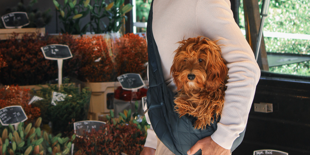Hoe ver mag een puppy lopen?