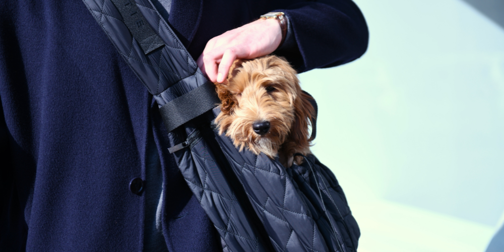 De beste reistas voor kleine honden