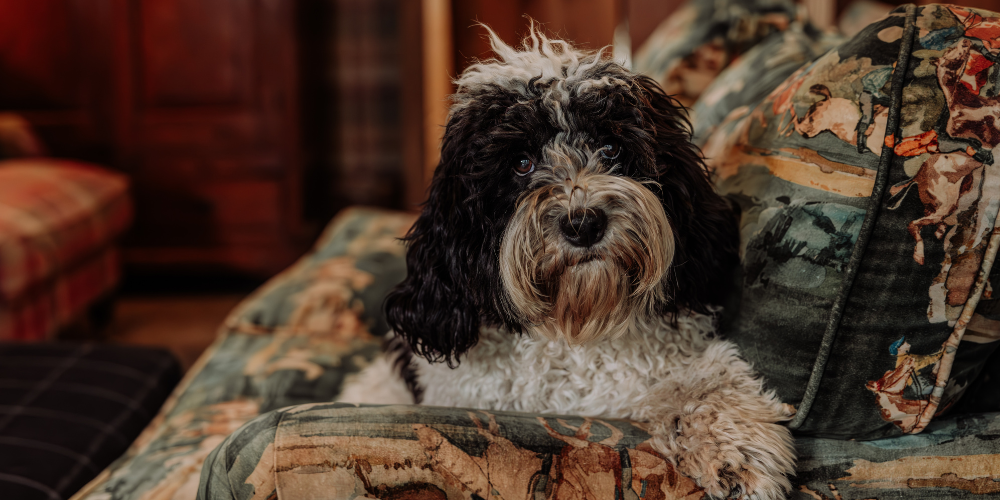 A Fresh Coat for Autumn: Een verzorgingsritueel voor frisse vacht