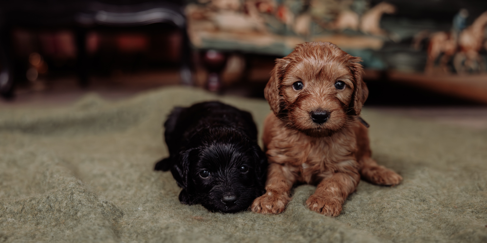 Puppy shower, wat is het en wat geef je?