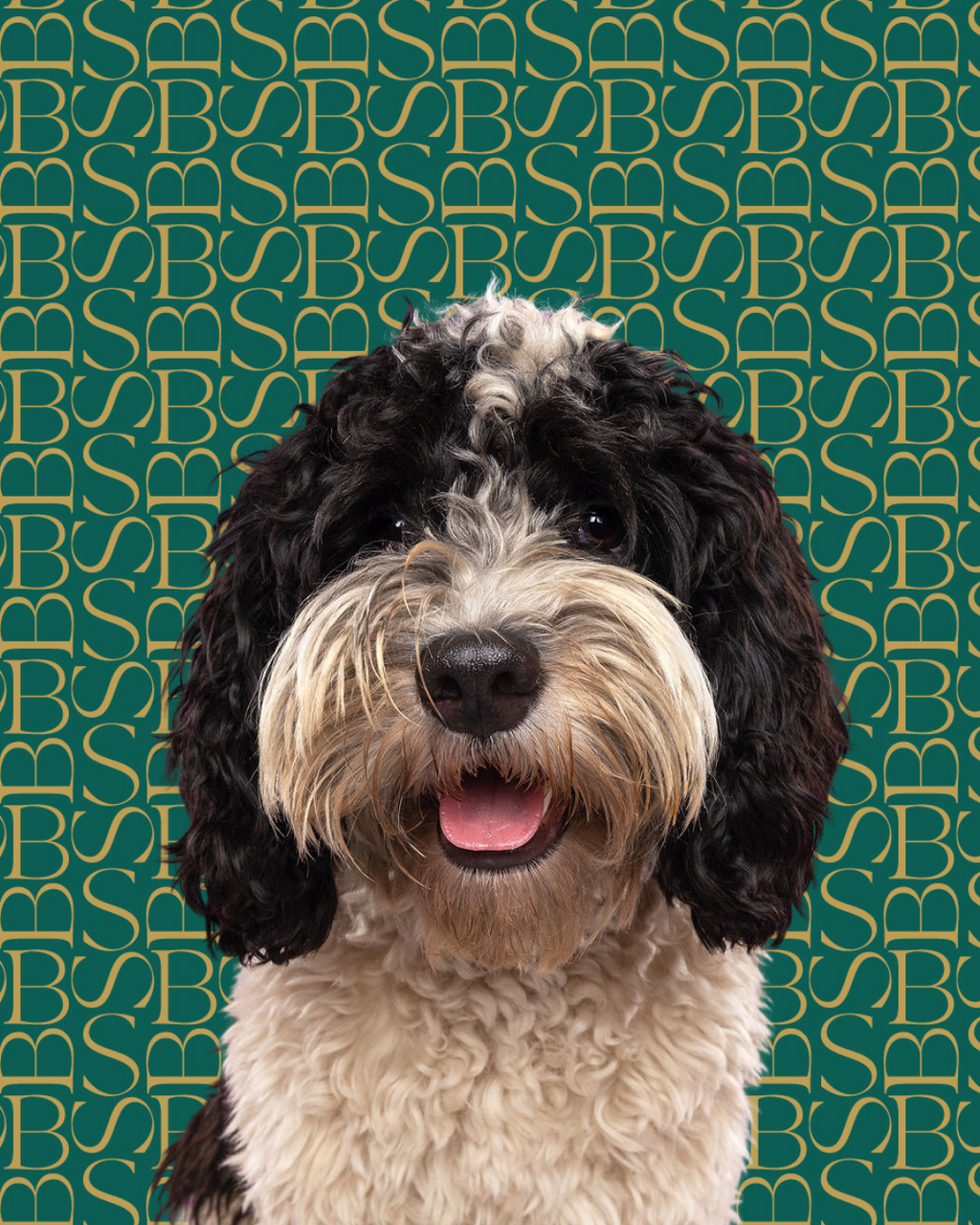 Silken Coat | Dog Conditioner Bar