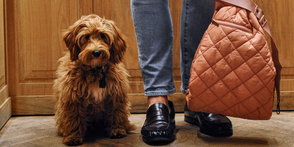 dagcarrier bob&scottie doglifestyle Amsterdam luxurydog